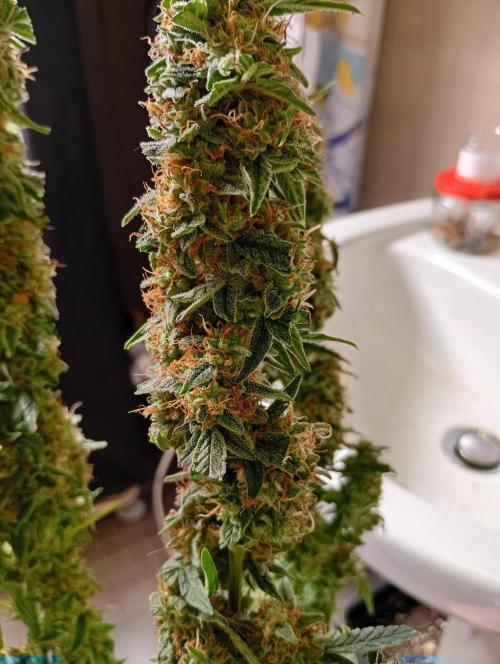 Epsilon F1 Royal Queen Seeds. Week 13