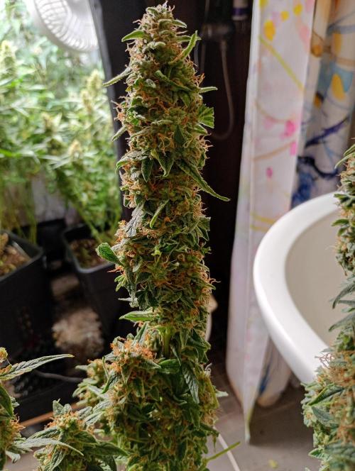 Epsilon F1 Royal Queen Seeds. Week 13