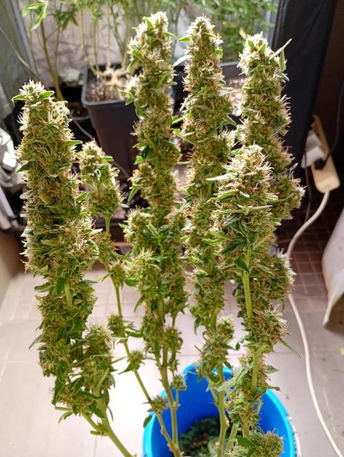 Epsilon F1 Royal Queen Seeds. Week 13
