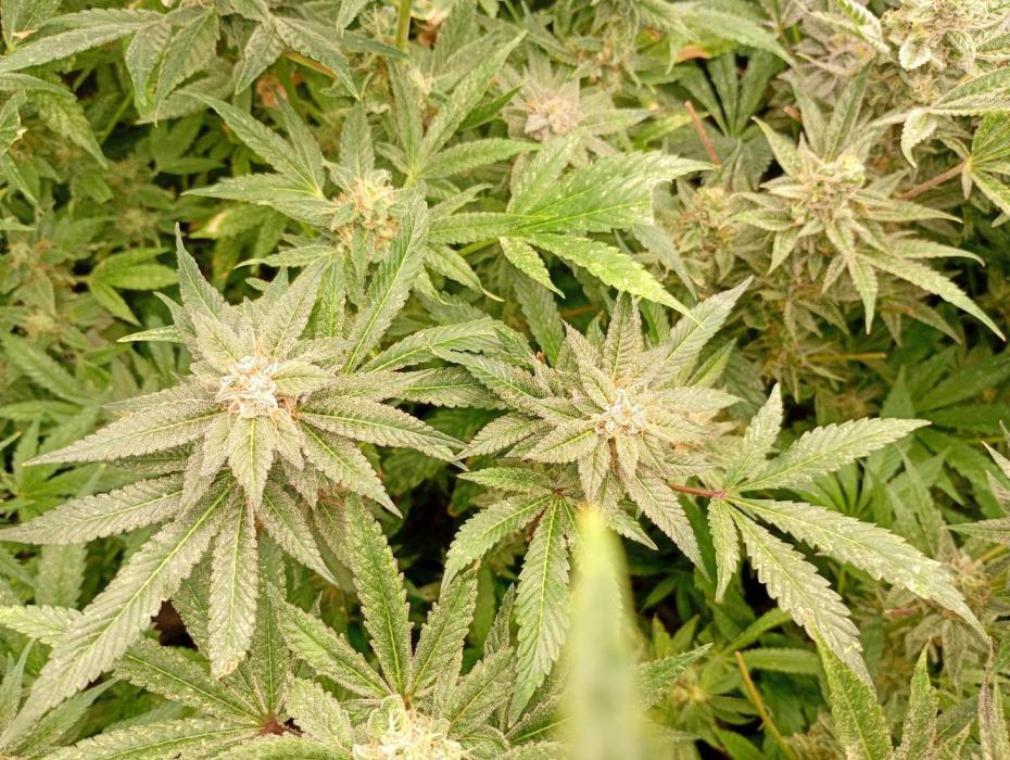 Lemonpaya Pheno #1 Fastbuds. Week 18
