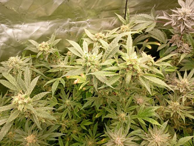 Euphoria Royal Queen Seeds. Week 18