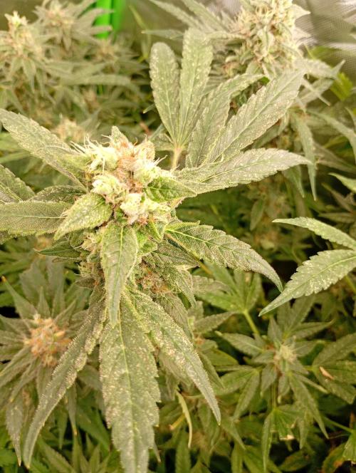 Euphoria Royal Queen Seeds. Week 18