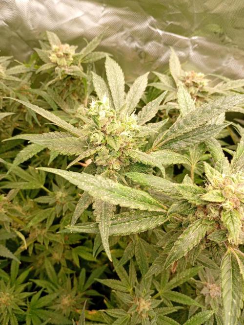 Euphoria Royal Queen Seeds. Week 18