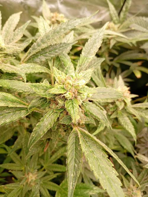 Euphoria. Week 18