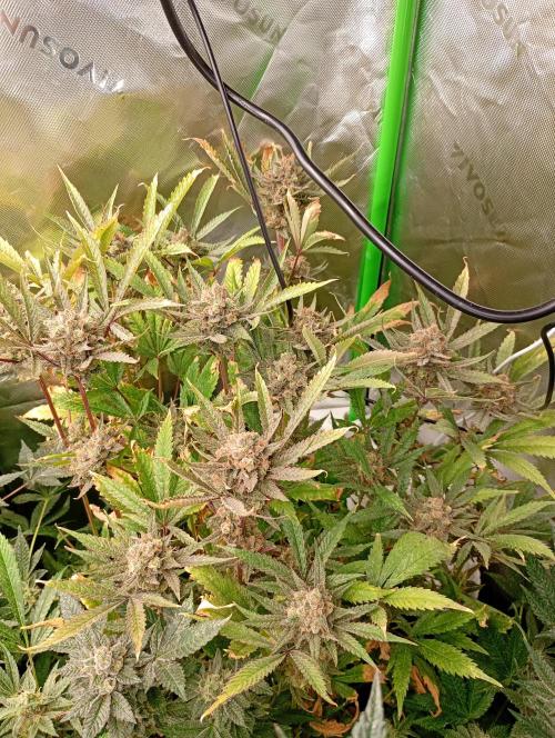 Gelato 44 Tyson 2.0 x RQS. Week 18