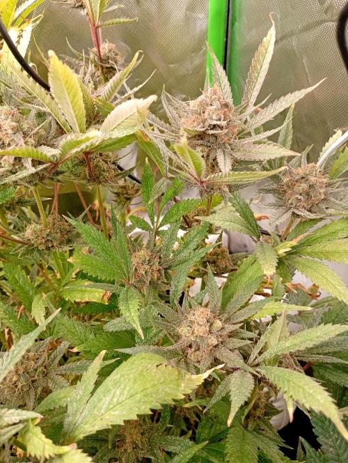 Gelato 44 Tyson 2.0 x RQS. Week 18