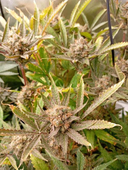 Gelato 44 Tyson 2.0 x RQS. Week 18