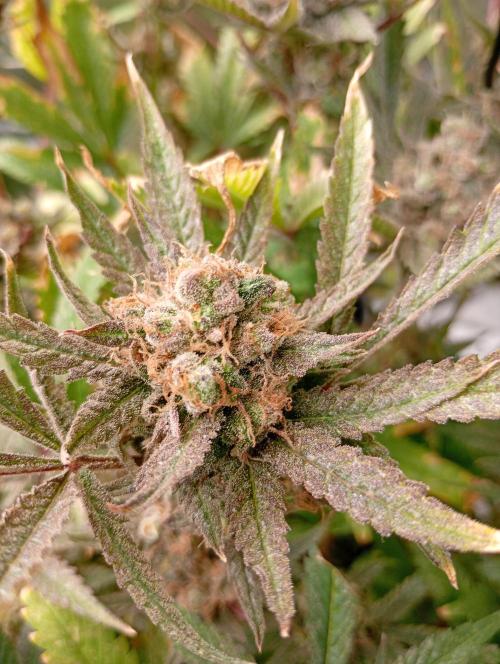 Gelato 44 Tyson 2.0 x RQS. Week 18