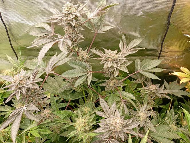Green Gelato P#1 Royal Queen Seeds. Week 18