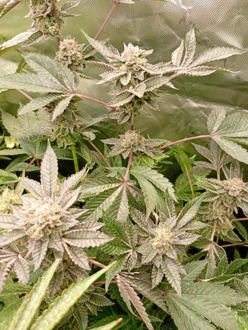 Green Gelato P#1 Royal Queen Seeds. Week 18
