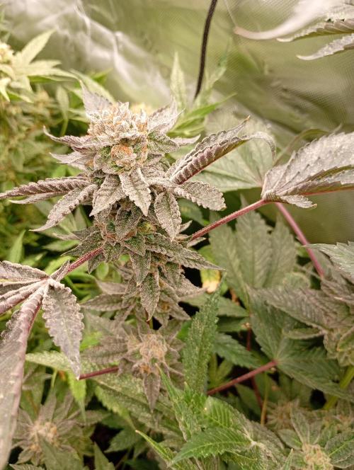 Green Gelato P#1 Royal Queen Seeds. Week 18
