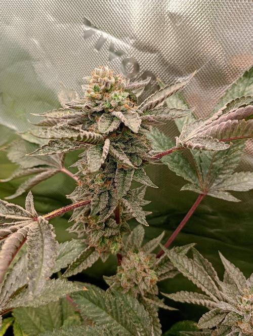 Green Gelato. Week 18