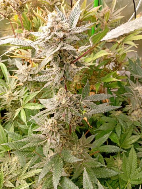 Green Gelato P#2 Royal Queen Seeds. Week 18