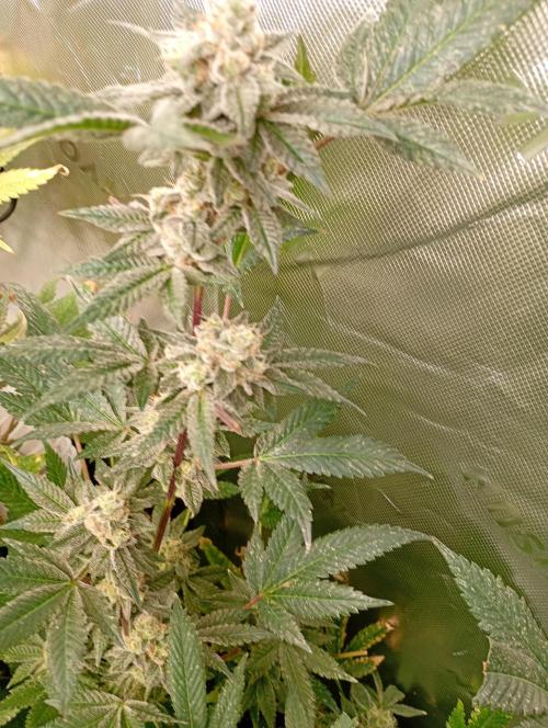 Green Gelato P#2 Royal Queen Seeds. Week 18