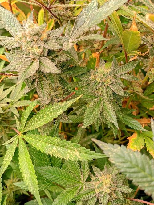 Green Gelato P#2 Royal Queen Seeds. Week 18