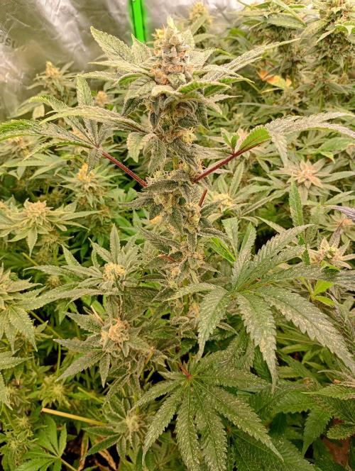 Cosmic Cheddar F1'26 Royal Queen Seeds. Week 16