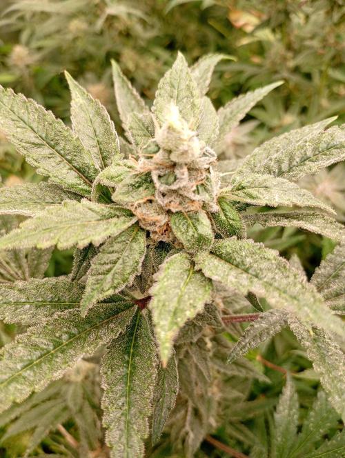 Cosmic Cheddar F1'26 Royal Queen Seeds. Week 16