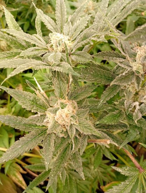 Cosmic Cheddar F1. Week 16