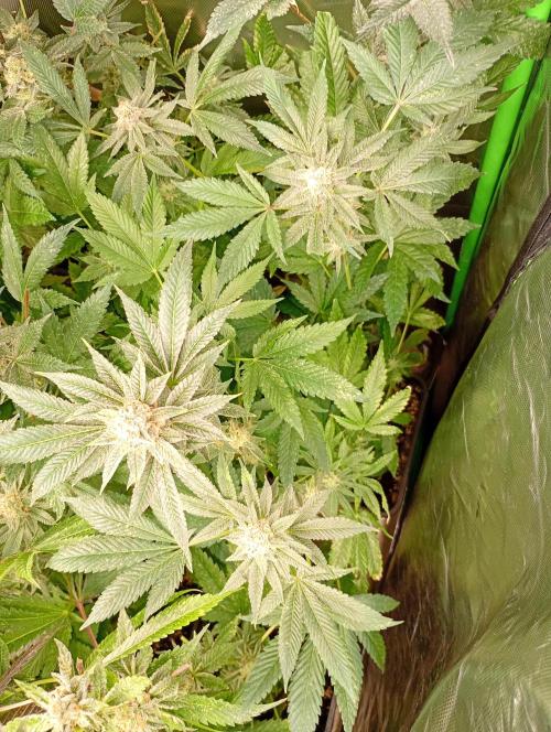 Lemonpaya Pheno #2 Fastbuds. Week 18