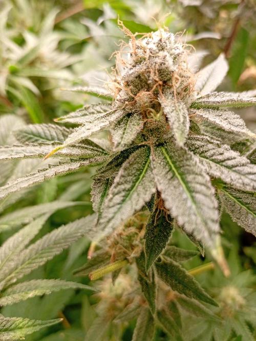 Lemonpaya. Week 18