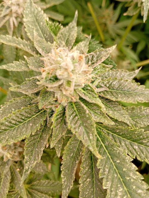 Lemon Cherry Gelato P#1 Barneys Farm. Week 18