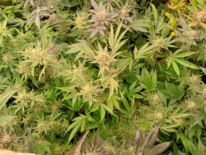 Orange Sherbet FF P#1 Fastbuds. Week 18