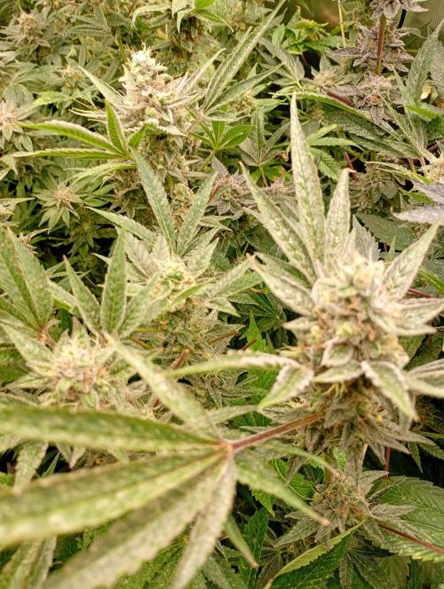 Orange Sherbet FF P#1 Fastbuds. Week 18