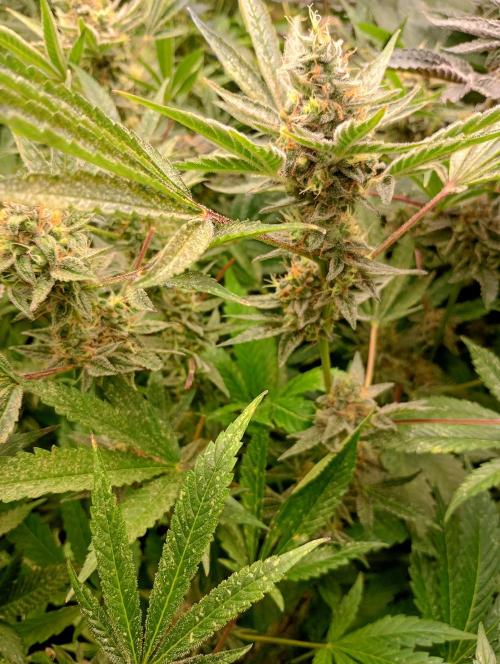 Orange Sherbet FF. Week 18