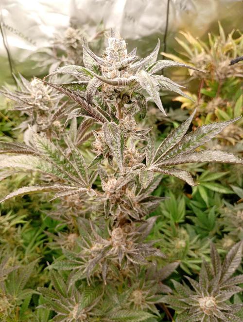 Orange Sherbet FF P#2 Fastbuds. Week 18