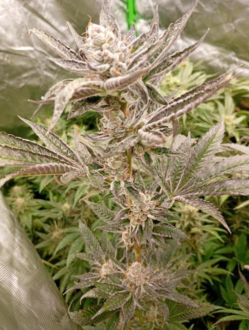 Orange Sherbet FF P#2 Fastbuds. Week 18