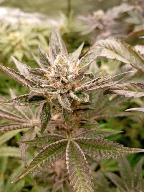 Orange Sherbet FF P#2 Fastbuds. Week 18