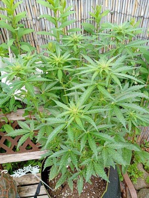 Outdoor Apricot Auto Fastbuds. Week 11