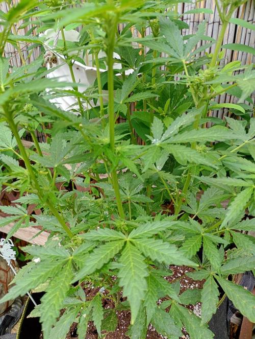 Outdoor Apricot Auto Fastbuds. Week 11