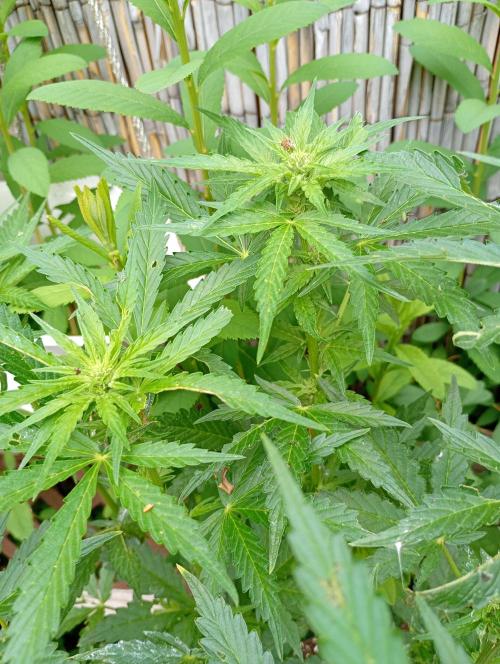 Outdoor Apricot Auto Fastbuds. Week 11