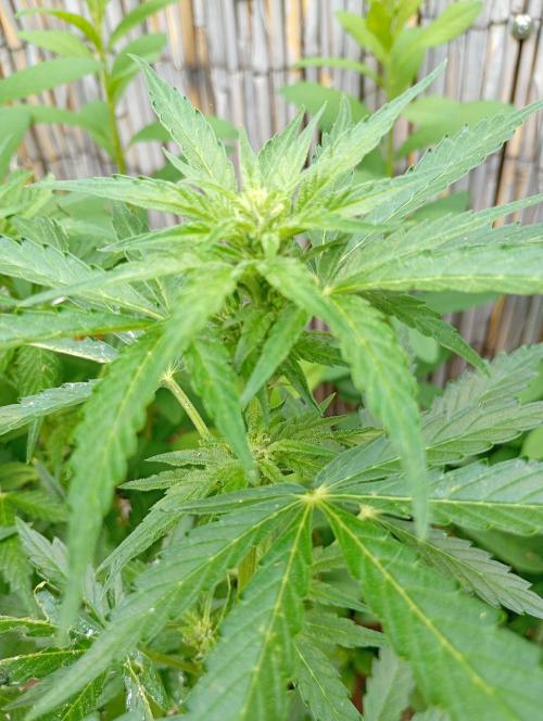 Outdoor Apricot Auto Fastbuds. Week 11