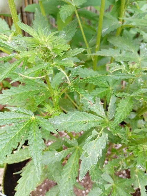Outdoor Apricot Auto Fastbuds. Week 11