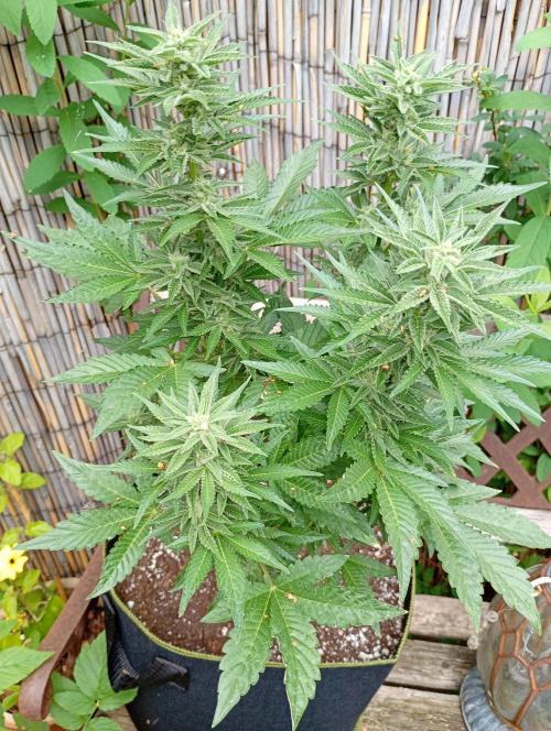 Outdoor Godfather OG Auto Zamnesia. Week 11