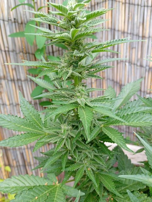 Outdoor Godfather OG Auto Zamnesia. Week 11