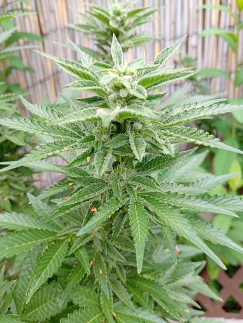 Outdoor Godfather OG Auto Zamnesia. Week 11
