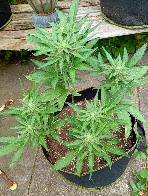 Outdoor Purplematic CBD RoyalQueenSeeds. Week 11