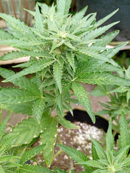 Outdoor Purplematic CBD RoyalQueenSeeds. Week 11
