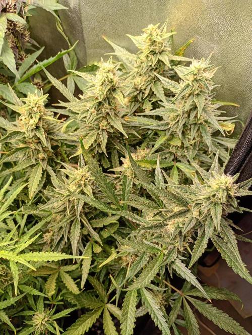 Big Bud Auto Fastbuds. Week 13