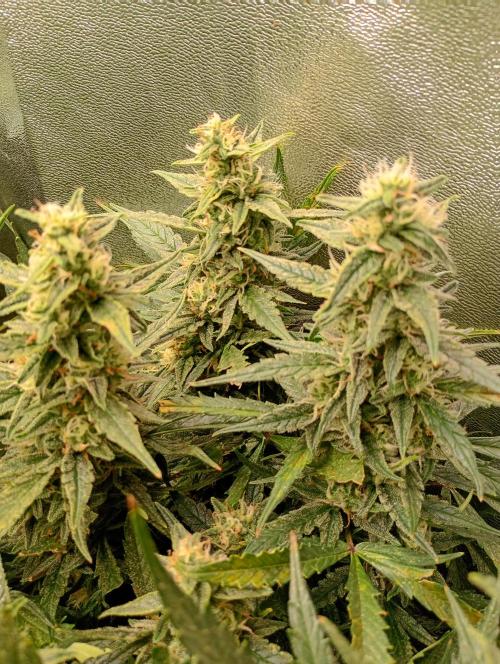 Big Bud Auto Fastbuds. Week 13