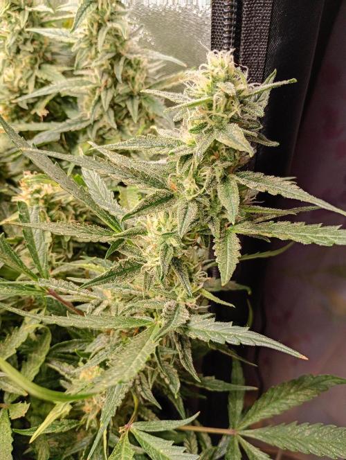 Big Bud Auto Fastbuds. Week 13