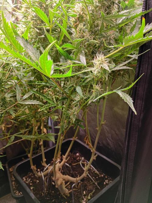 Big Bud Auto. Week 13