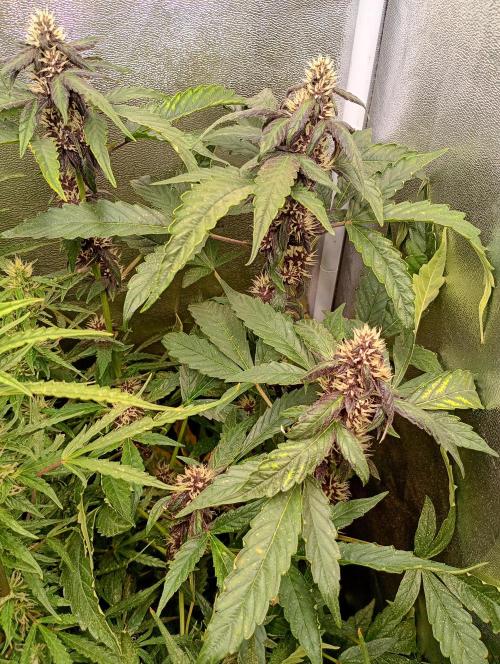 Sweet ZZ Auto Royal Queen Seeds. Week 11