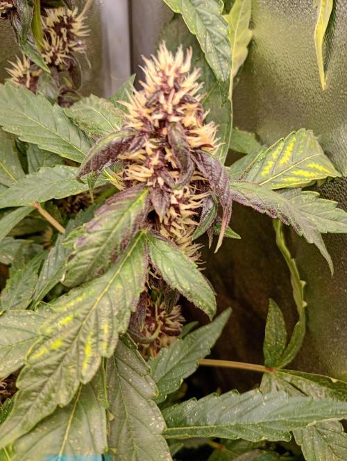 Sweet ZZ Auto Royal Queen Seeds. Week 11
