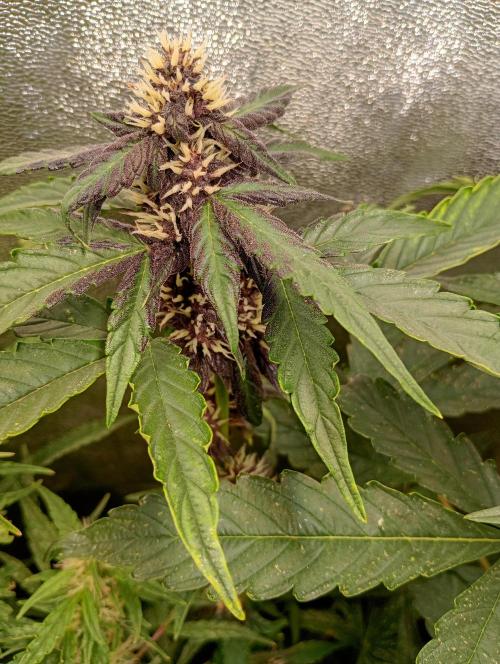 Sweet ZZ Auto Royal Queen Seeds. Week 11