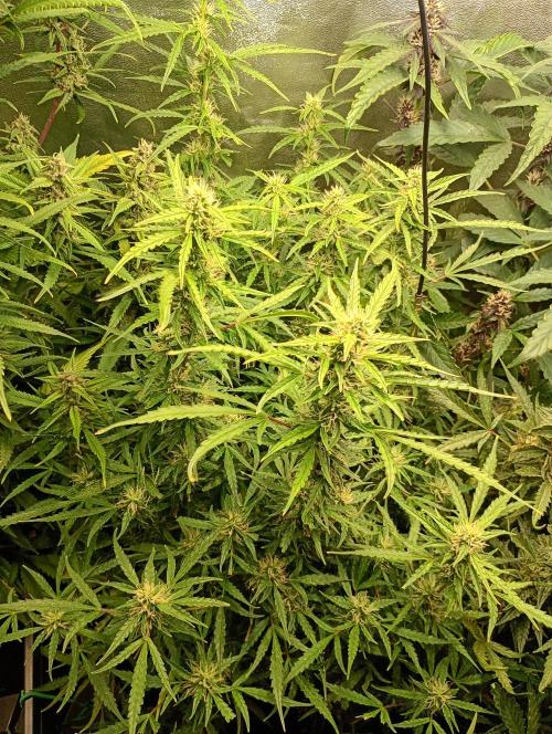 Chaos Cake Auto Anesia Seeds. Week 12
