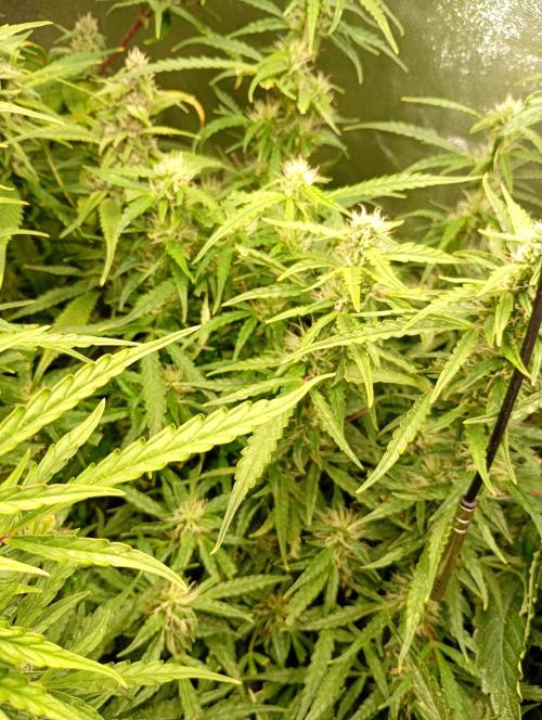 Chaos Cake Auto Anesia Seeds. Week 12